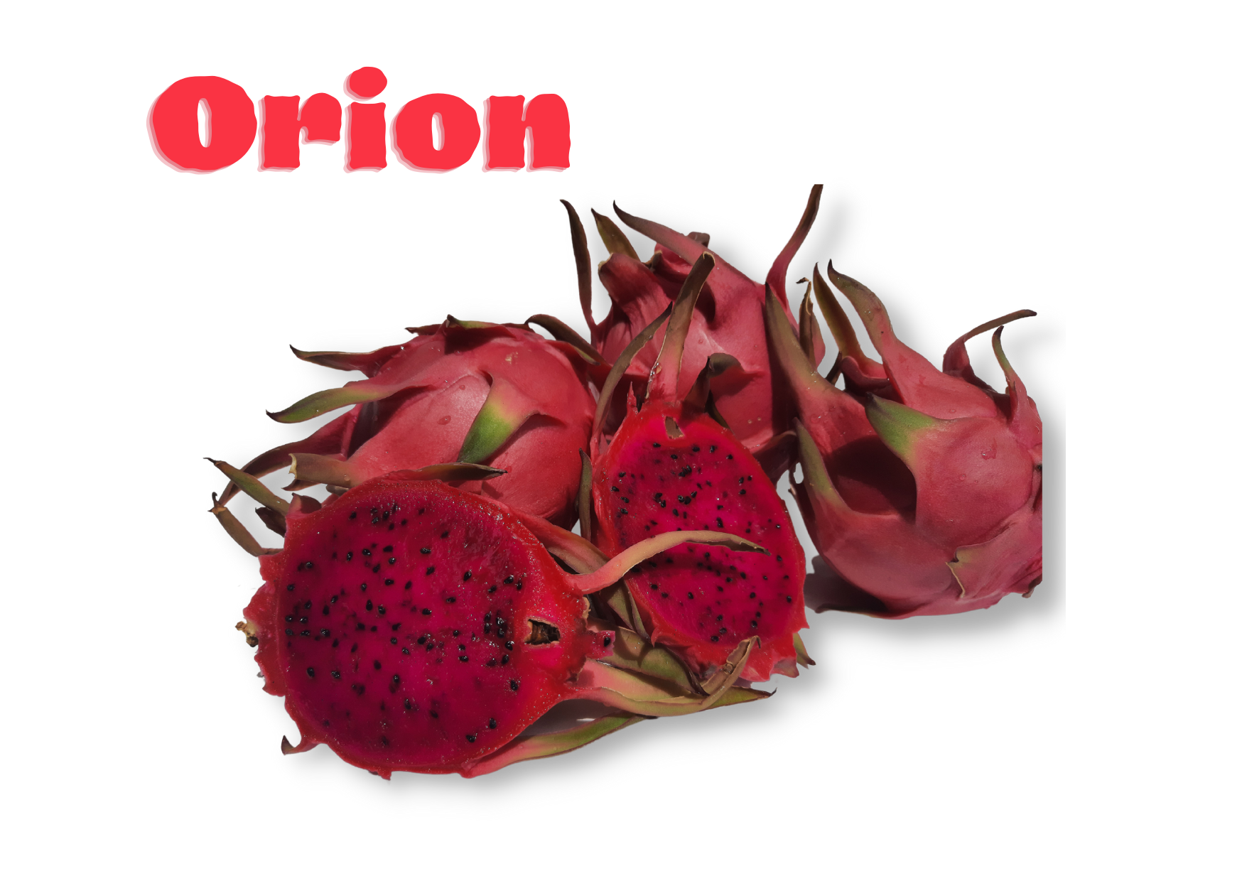 Orion-sweetpitaya